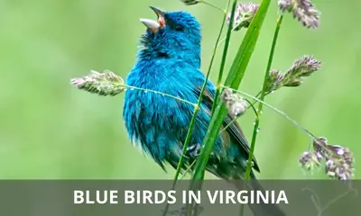 Types of blue birds found in Virginia