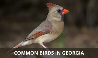 Types of common birds found in Georgia