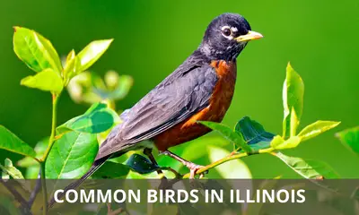 Types of common birds found in Illinois