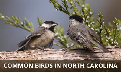 Types of common birds found in North Carolina