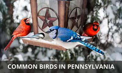 Types of common birds found in Pennsylvania