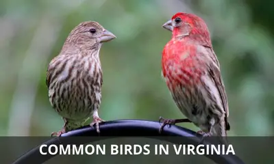 Types of common birds found in Virginia