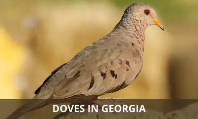 Types of doves found in Georgia