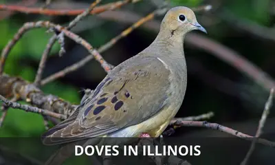 Types of doves found in Illinois
