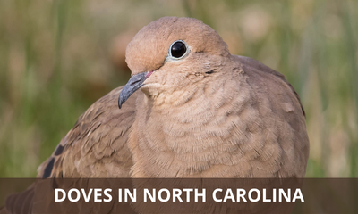 Types of doves found in North Carolina