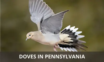Types of doves found in Pennsylvania