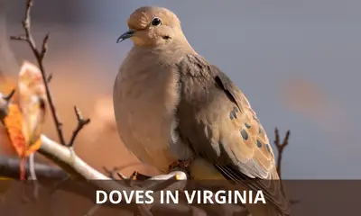 Types of doves found in Virginia
