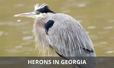 Types of herons found in Georgia