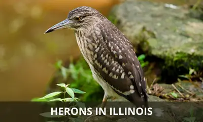 Types of herons found in Illinois