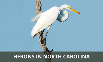 Types of herons found in North Carolina