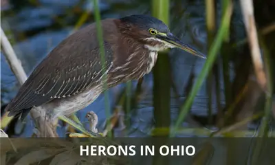 Types of herons found in Ohio