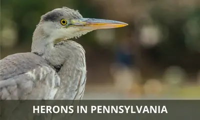 Types of herons found in Pennsylvania