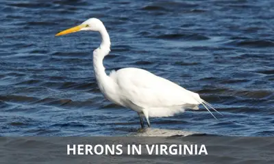 Types of herons found in Virginia