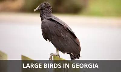Types of large birds found in Georgia