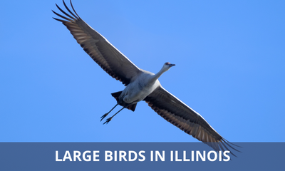 Types of large birds found in Illinois