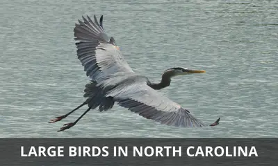 Types of large birds found in North Carolina