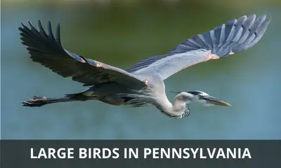 Types of large birds found in Pennsylvania