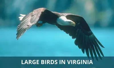 Types of large birds found in Virginia