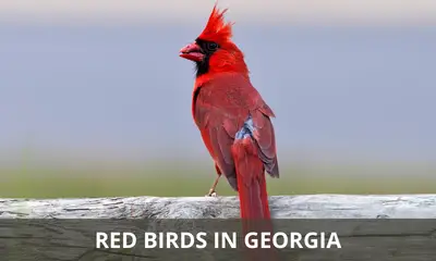Types of red birds found in Georgia