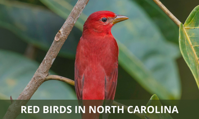 Types of red birds found in North Carolina