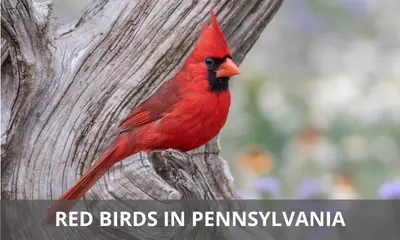 Types of red birds found in Pennsylvania