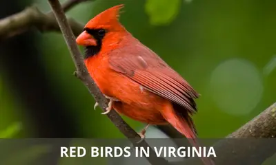 Types of red birds found in Virginia