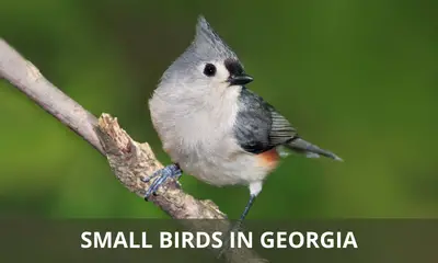 Types of small birds found in Georgia