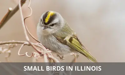Types of small birds found in Illinois