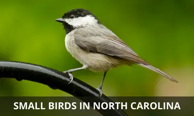 Types of small birds found in North Carolina