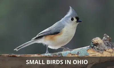 Types of small birds found in Ohio