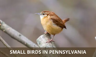 Types of small birds found in Pennsylvania