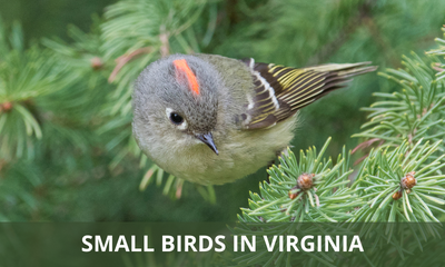 Types of small birds found in Virginia