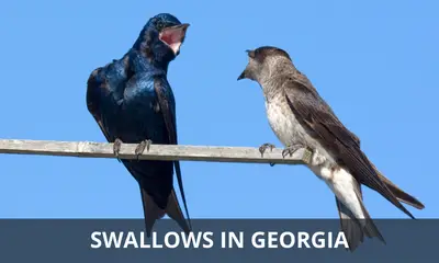 Types of swallows found in Georgia