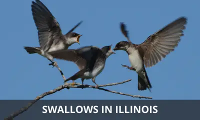Types of swallows found in Illinois