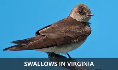 Types of swallows found in Virginia