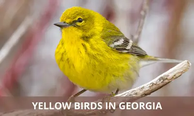 Types of yellow birds found in Georgia