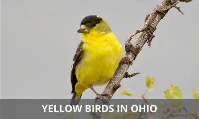 Types of yellow birds found in Ohio