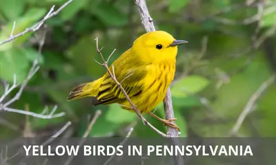 Types of yellow birds found in Pennsylvania
