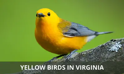 Types of yellow birds found in Virginia