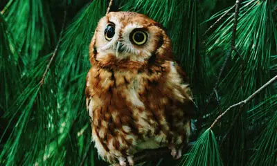 Virginia owl sounds