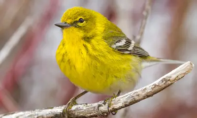 Yellow birds in Georgia