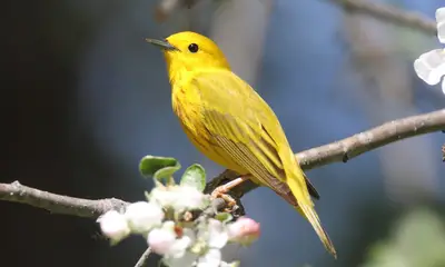 Yellow birds in North Carolina