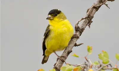 Yellow birds in Ohio