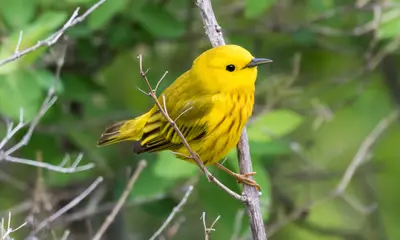 Yellow birds in Pennsylvania