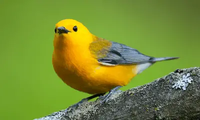 Yellow birds in Virginia