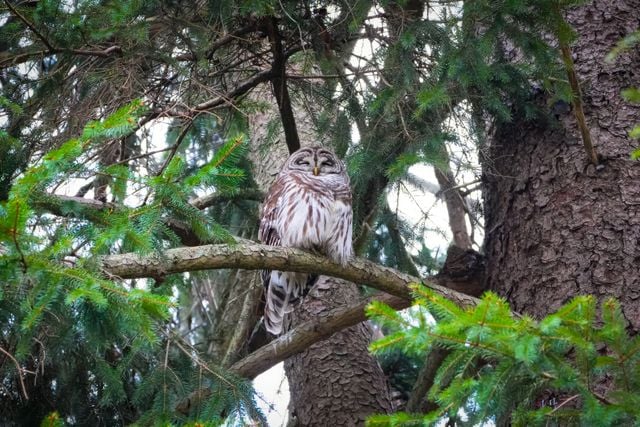 A barred owl perched on a branch in a lush pine forest, showcasing natural wildlife beauty.