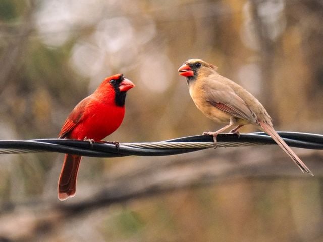 A vibrant male and female Northern Cardinal perched together, highlighted against a blurred natural background.