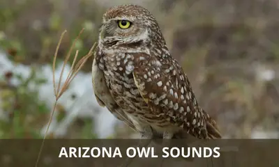 Arizona owl sounds