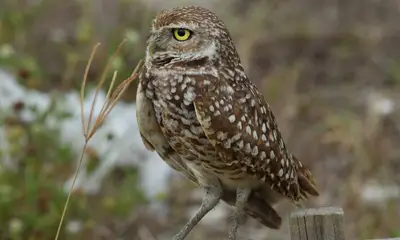 An owl looking towards camera