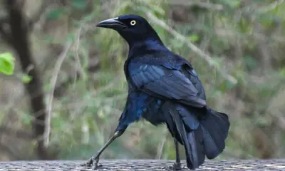 Black birds in Colorado